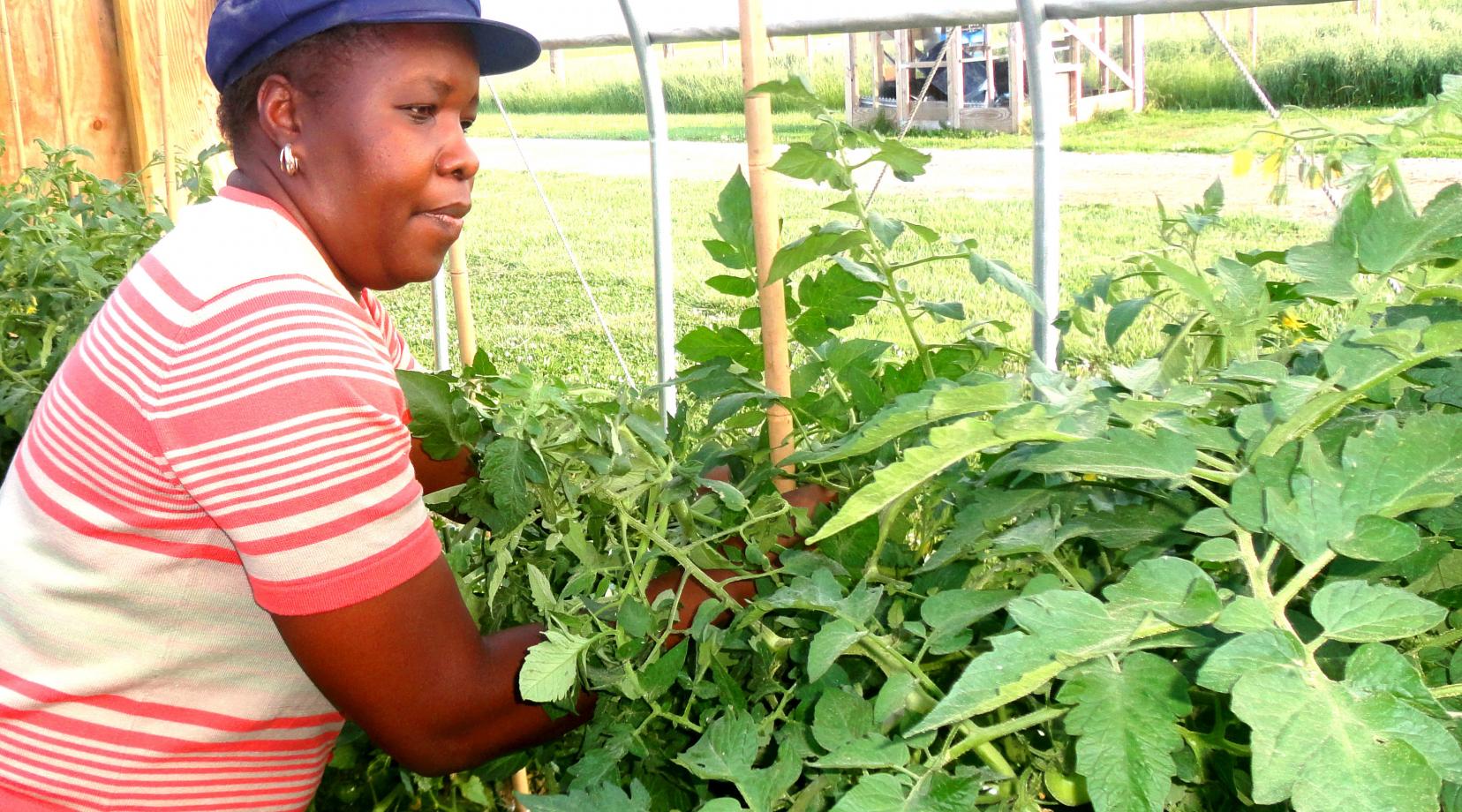 Dr. Rose Ogutu tends tomatoes in high tunnel at DSU Outreach and Research Center.