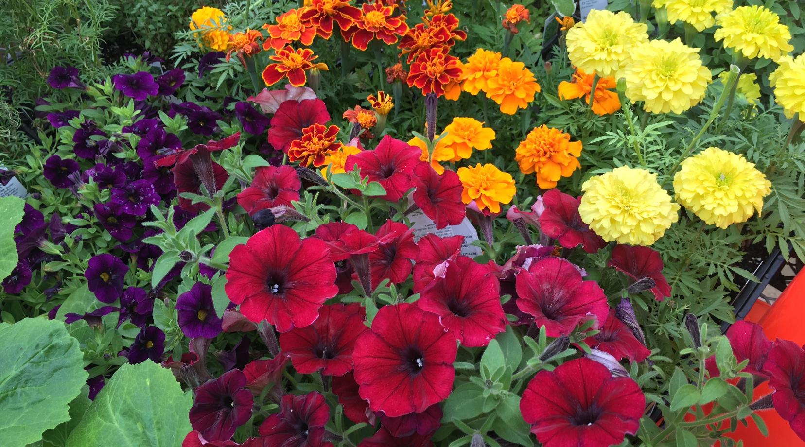 Plants grown in the DSU Greenhouse