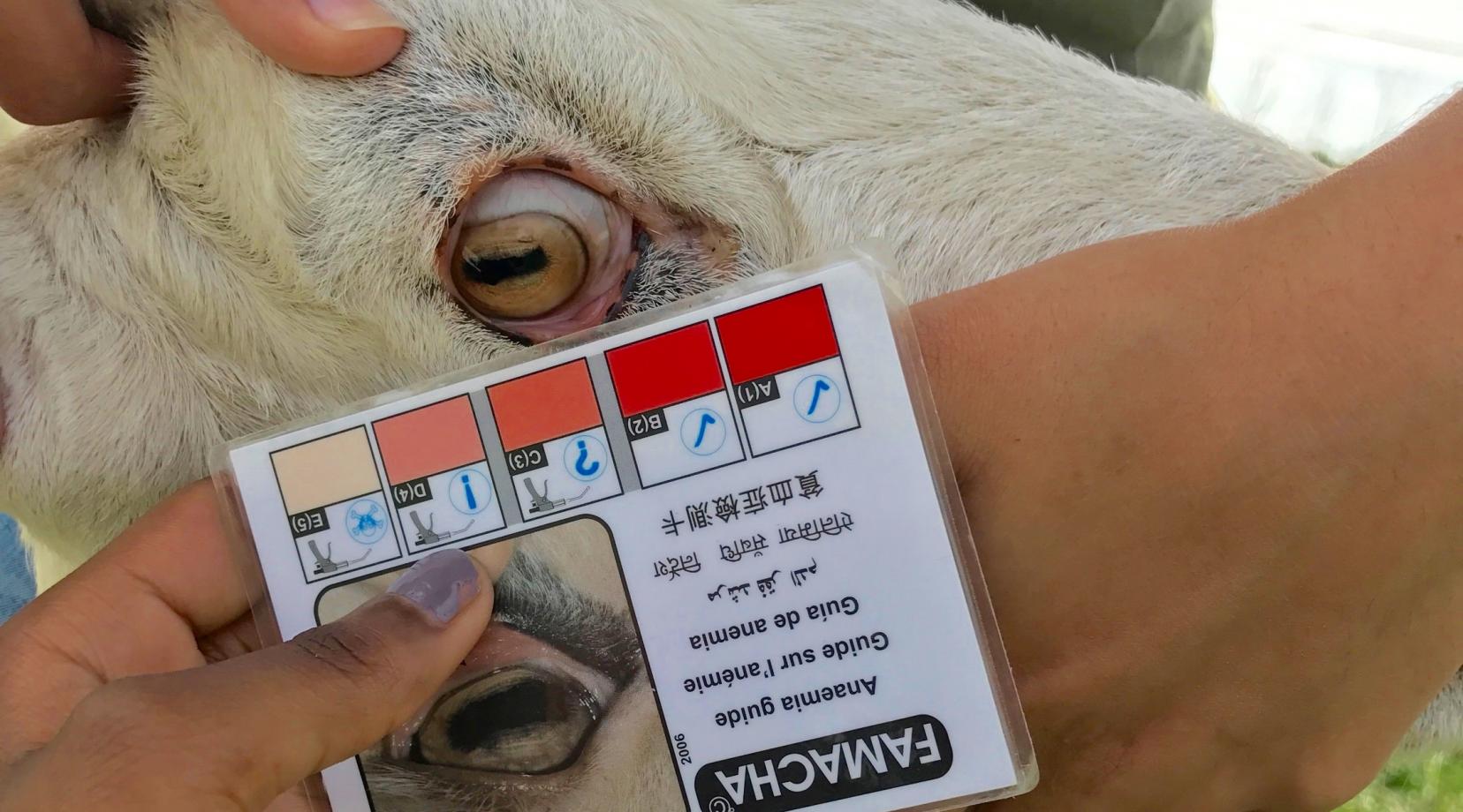 Students at DSU's Hickory Hill Farm use the FAMACHA© score card.