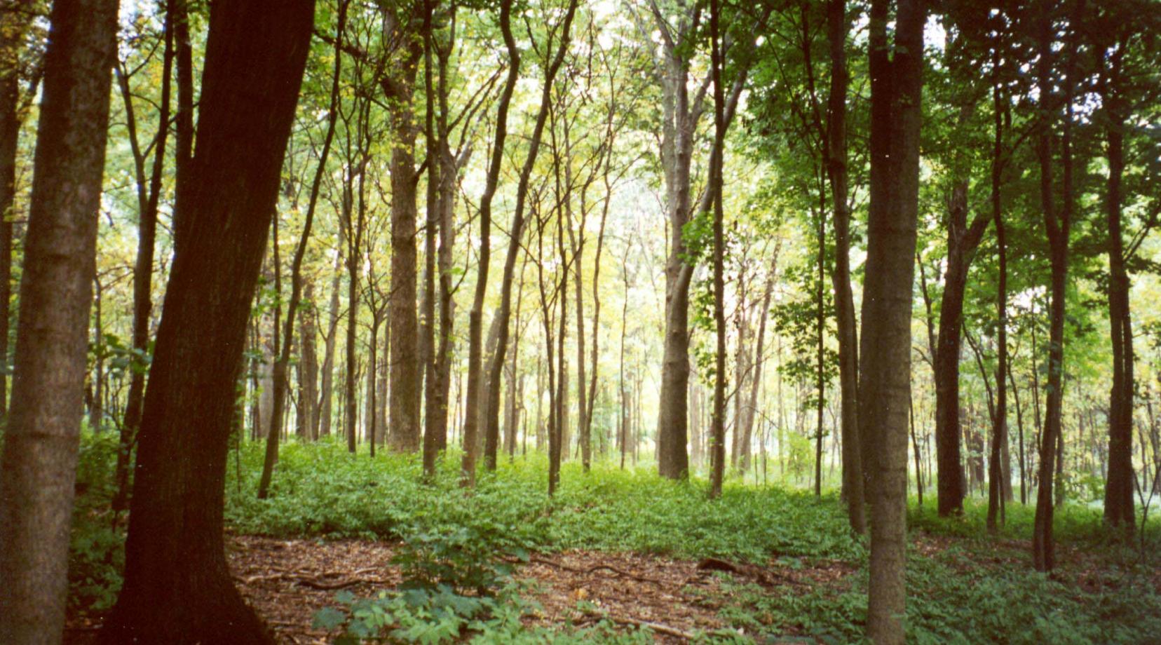 Woodland trees