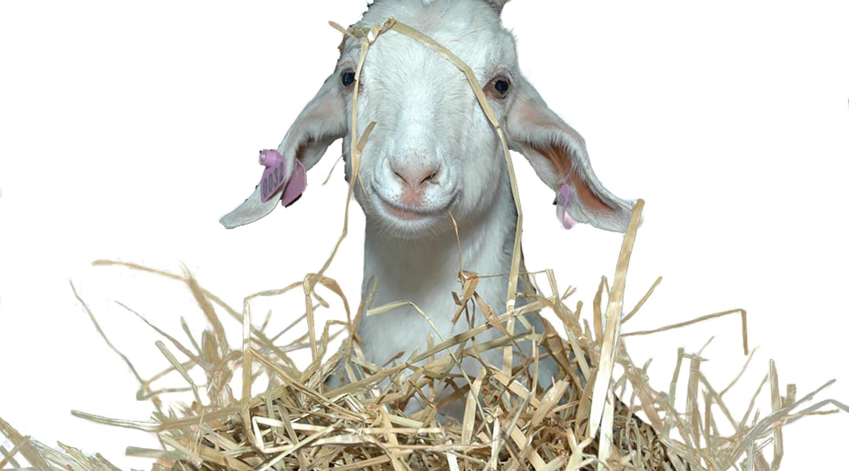 Young Goat