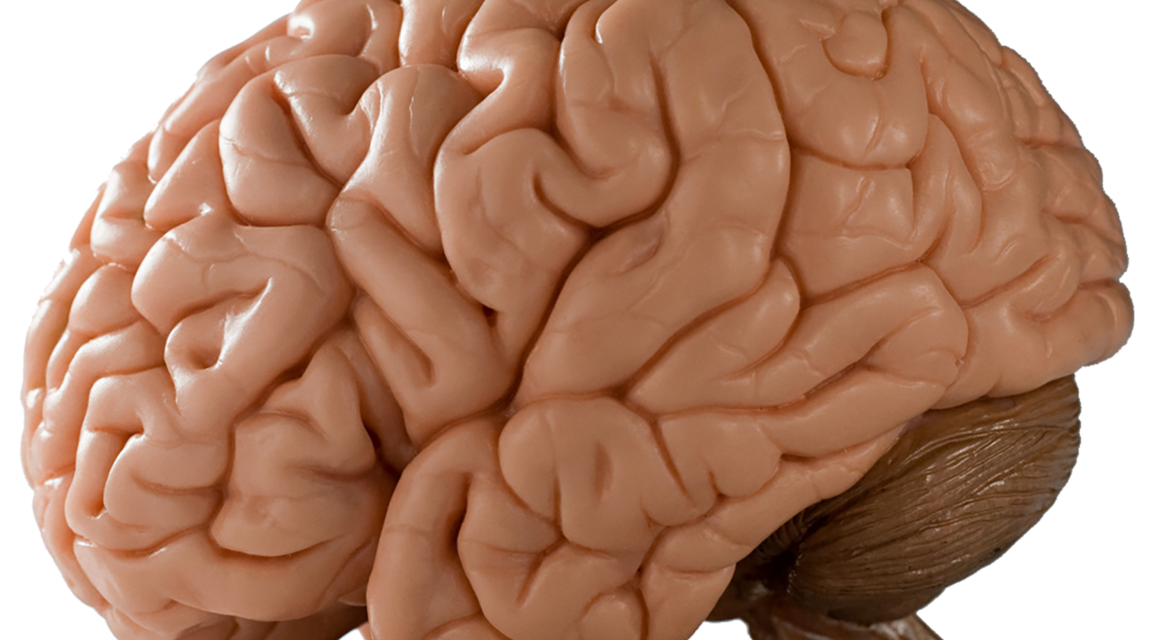 Summer Undergraduate Research Experience in Neuroscience