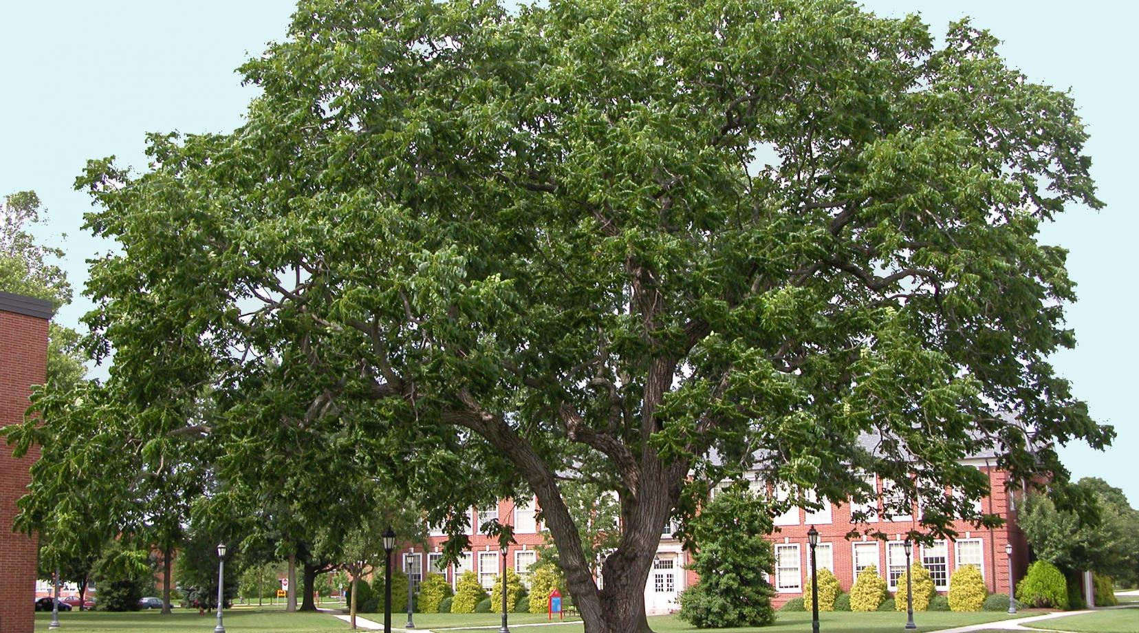 Juglans nigra: Black Walnut