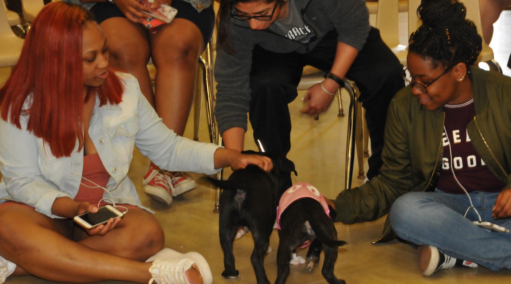 Two DSU students play with two puppies as a relaxing way to reduce stress.