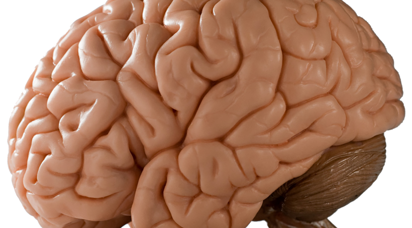 <p>Summer Undergraduate Research Experience in Neuroscience</p>